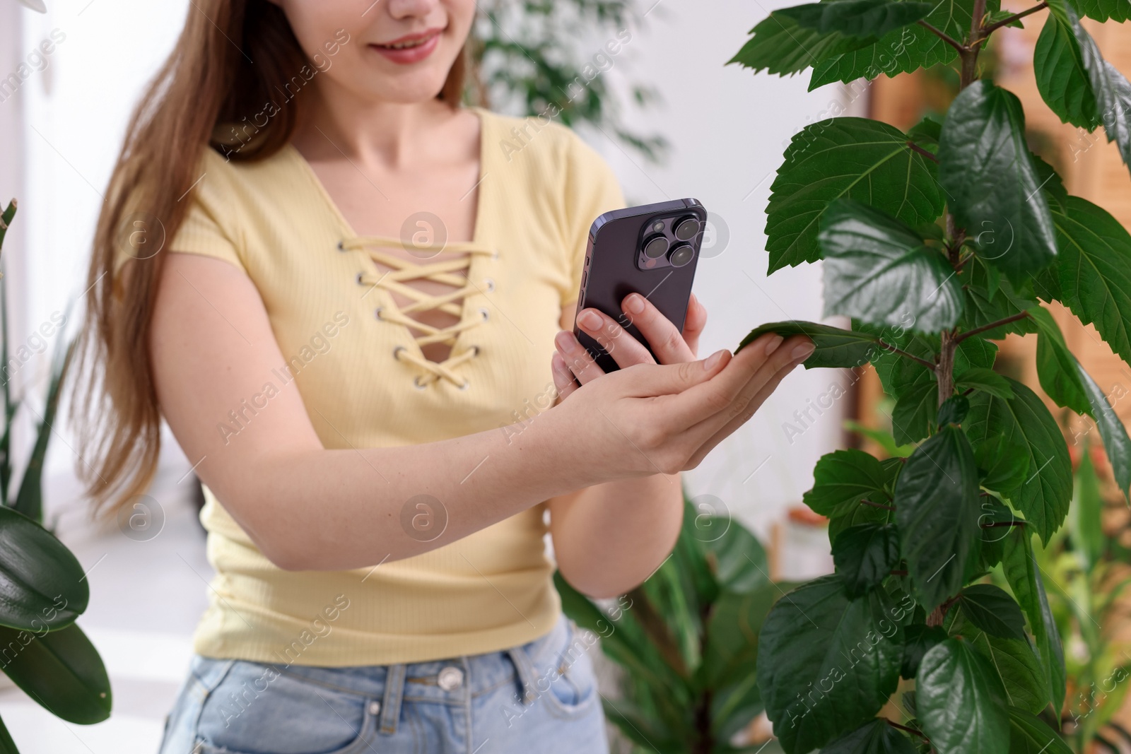 Photo of Woman using houseplant recognition application on smartphone indoors, closeup