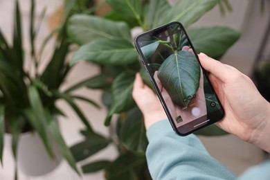 Photo of Woman using houseplant recognition application on smartphone indoors, closeup