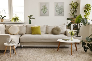 Photo of Feng shui. Stylish room with comfortable couch and houseplants