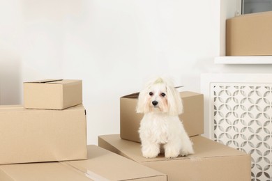 Photo of Moving day. Cute dog and many cardboard boxes indoors