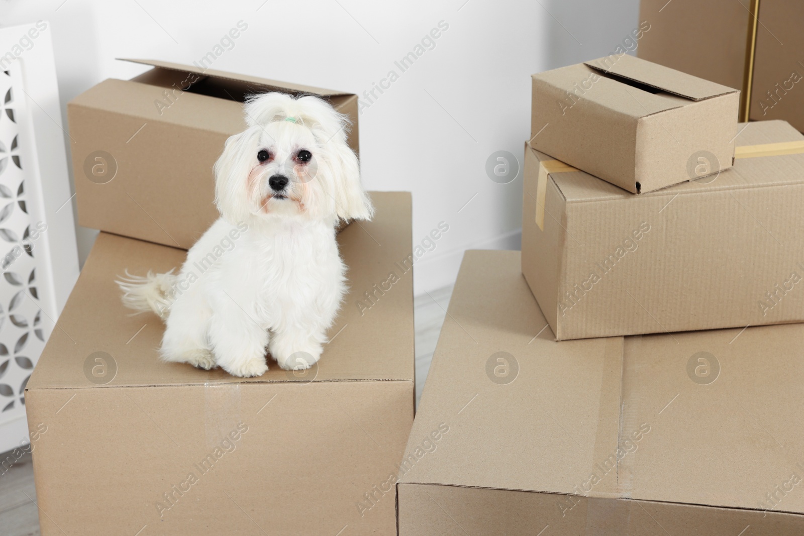 Photo of Moving day. Cute dog and many cardboard boxes indoors