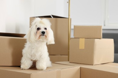 Photo of Moving day. Cute dog and many cardboard boxes indoors