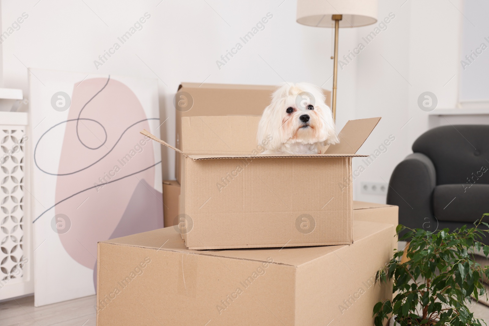 Photo of Moving day. Cute dog, houseplant and many cardboard boxes indoors