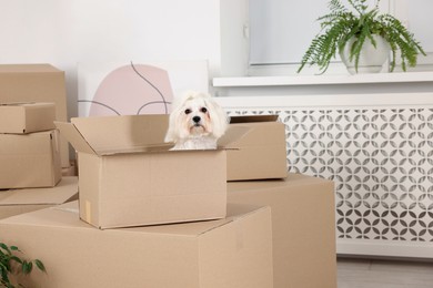 Photo of Moving day. Cute dog and many cardboard boxes indoors