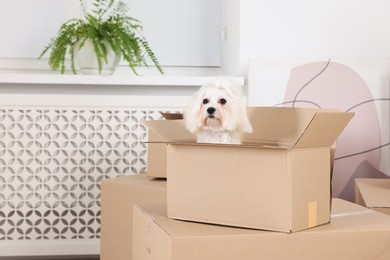 Moving day. Cute dog and many cardboard boxes indoors