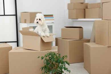 Photo of Moving day. Cute dog, houseplant and many cardboard boxes indoors