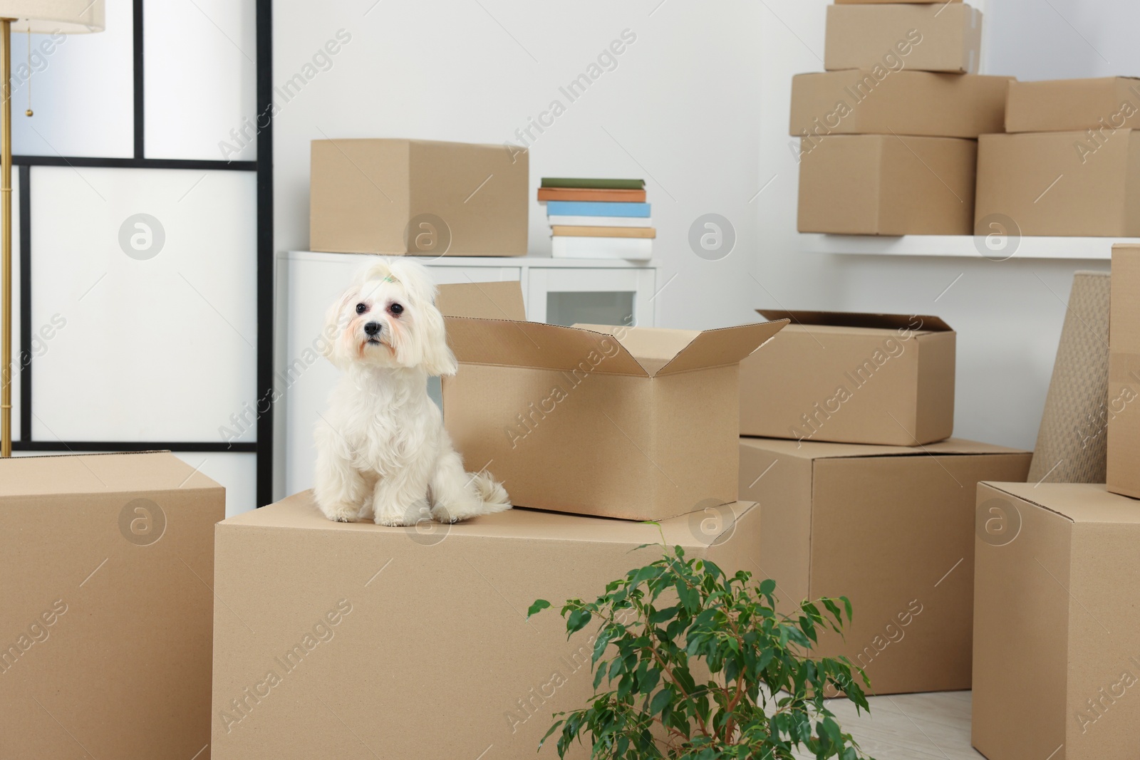 Photo of Moving day. Cute dog, houseplant and many cardboard boxes indoors