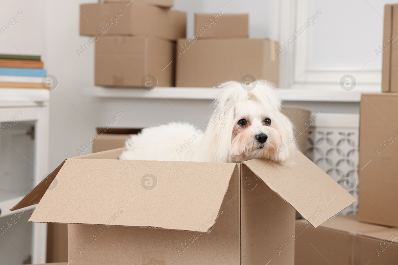 Photo of Moving day. Cute dog and many cardboard boxes indoors