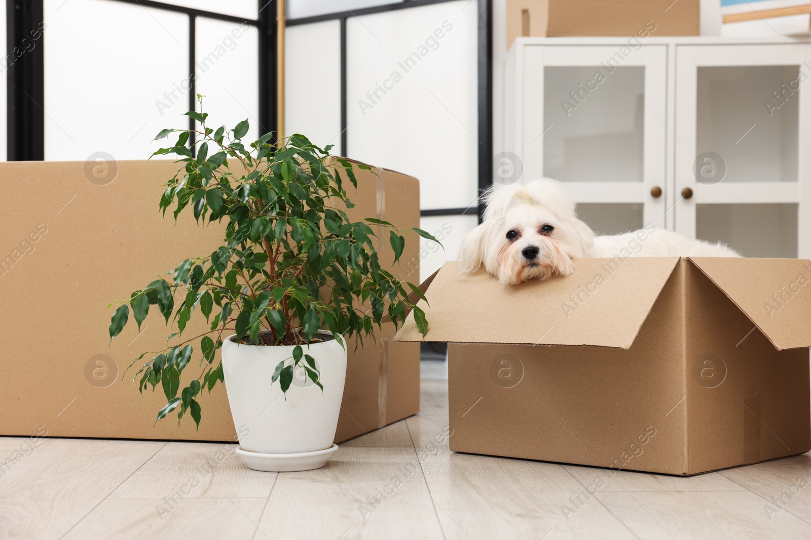 Photo of Moving day. Cute dog, houseplant and many cardboard boxes indoors