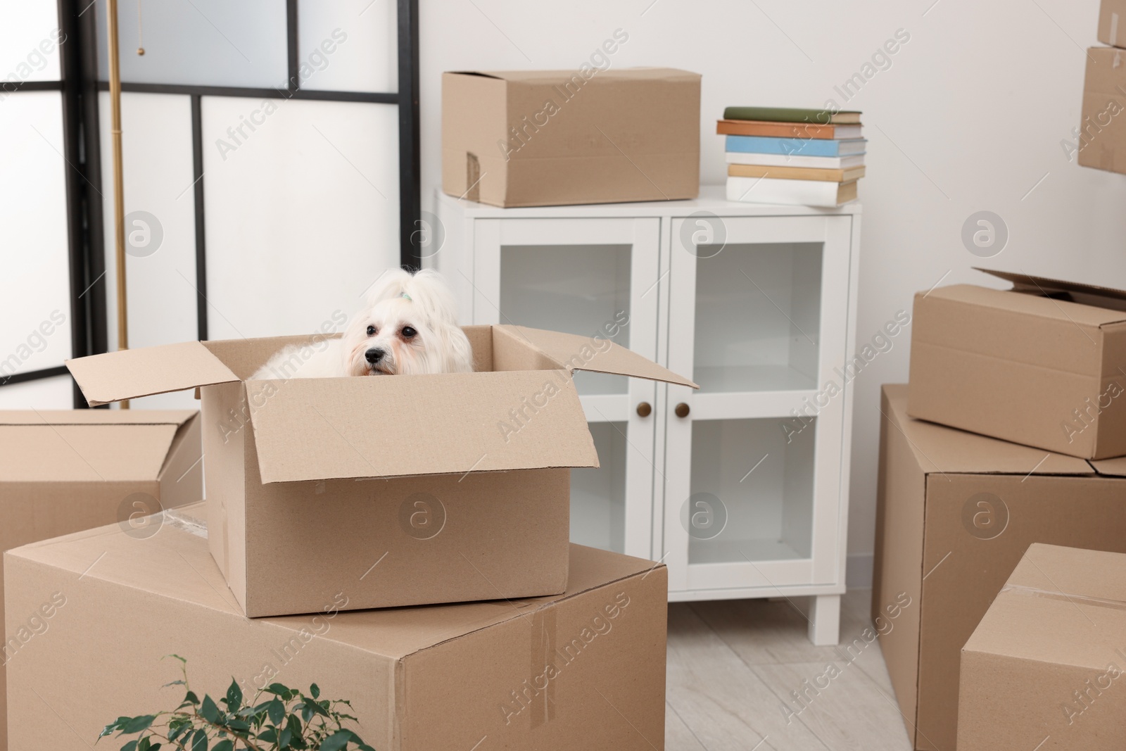 Photo of Moving day. Cute dog and many cardboard boxes indoors