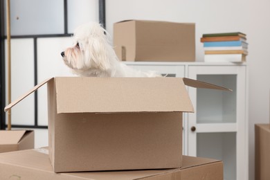 Photo of Moving day. Cute dog and many cardboard boxes indoors