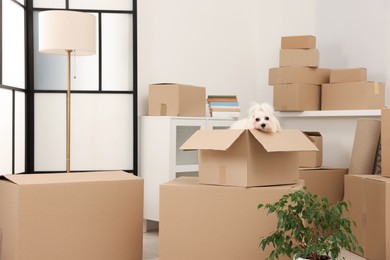 Photo of Moving day. Cute dog, houseplant and many cardboard boxes indoors