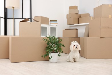 Photo of Moving day. Cute dog, houseplant and many cardboard boxes indoors