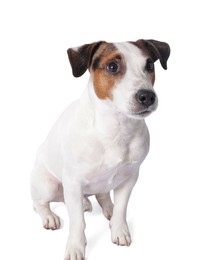 Photo of Cute Jack Russell Terrier dog sitting on white background