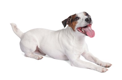 Photo of Cute Jack Russell Terrier dog on white background