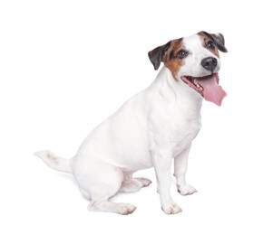 Photo of Cute Jack Russell Terrier dog sitting on white background