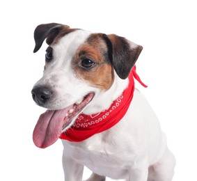 Photo of Cute Jack Russell Terrier dog with red bandana on white background