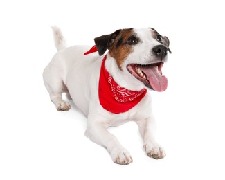 Photo of Cute Jack Russell Terrier dog with red bandana on white background