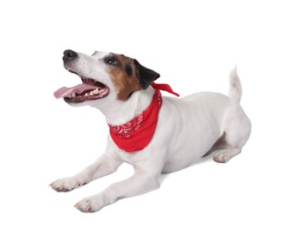 Photo of Cute Jack Russell Terrier dog with red bandana on white background