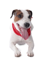 Photo of Cute Jack Russell Terrier dog with red bandana on white background