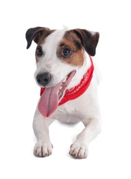 Photo of Cute Jack Russell Terrier dog with red bandana on white background