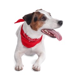 Photo of Cute Jack Russell Terrier dog with red bandana on white background