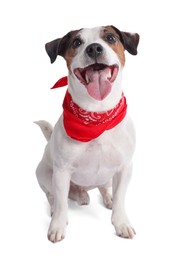 Cute Jack Russell Terrier dog with red bandana sitting on white background