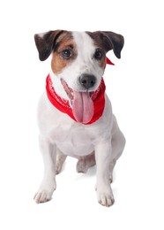 Photo of Cute Jack Russell Terrier dog with red bandana sitting on white background