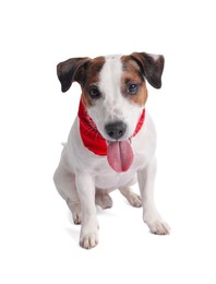 Photo of Cute Jack Russell Terrier dog with red bandana sitting on white background