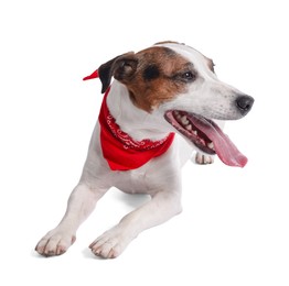 Photo of Cute Jack Russell Terrier dog with red bandana on white background