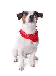 Photo of Cute Jack Russell Terrier dog with red bandana sitting on white background