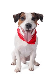 Photo of Cute Jack Russell Terrier dog with red bandana sitting on white background