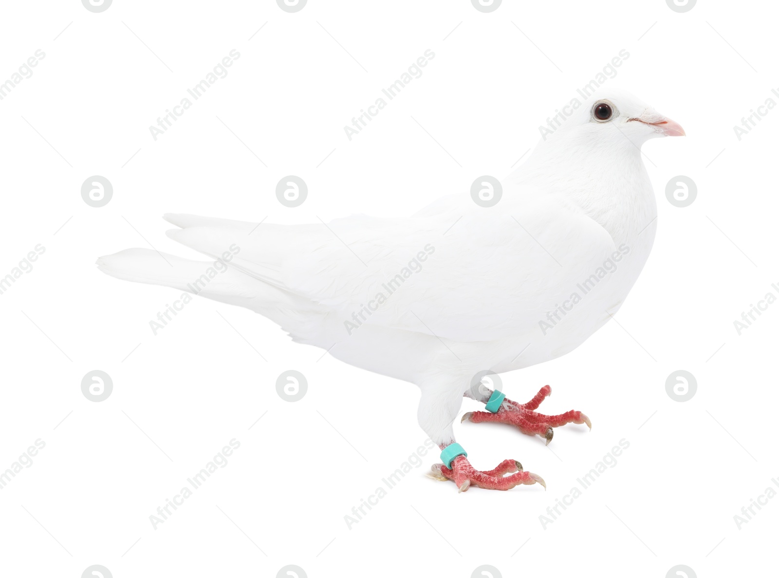 Photo of One dove on white background. Beautiful bird