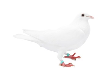 One dove on white background. Beautiful bird