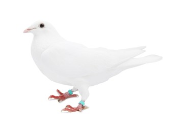 Photo of One dove on white background. Beautiful bird