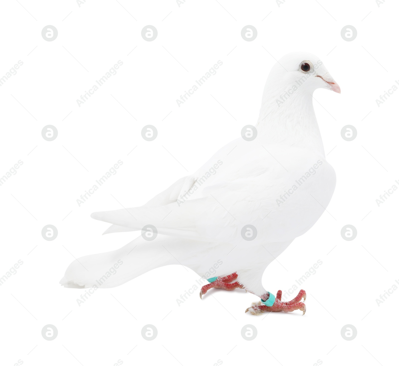 Photo of One dove on white background. Beautiful bird