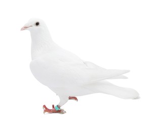 One dove on white background. Beautiful bird