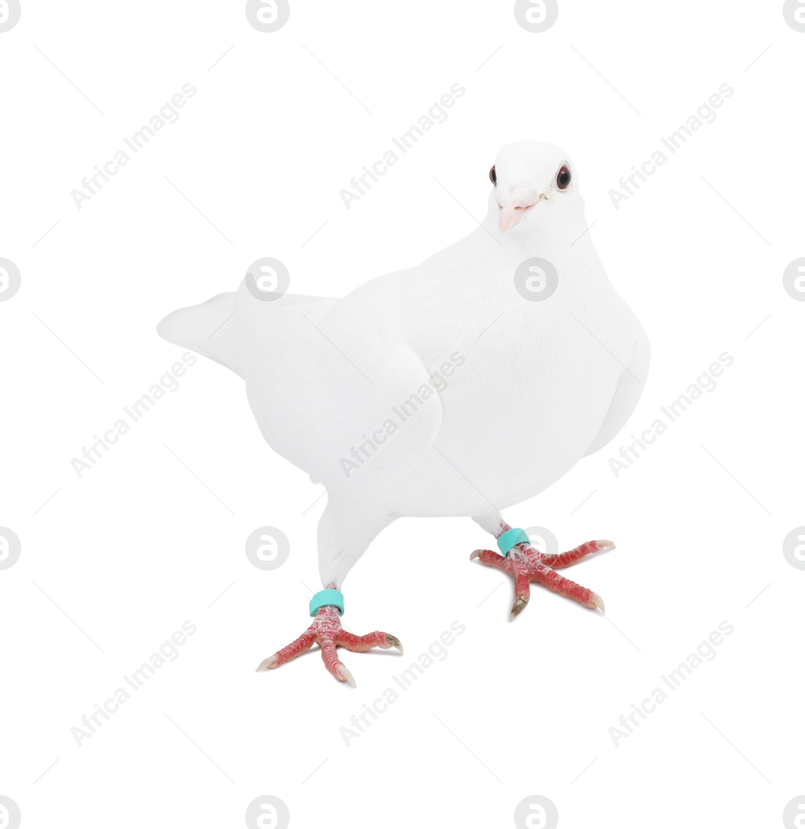 Photo of One dove on white background. Beautiful bird