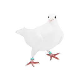 Photo of One dove on white background. Beautiful bird