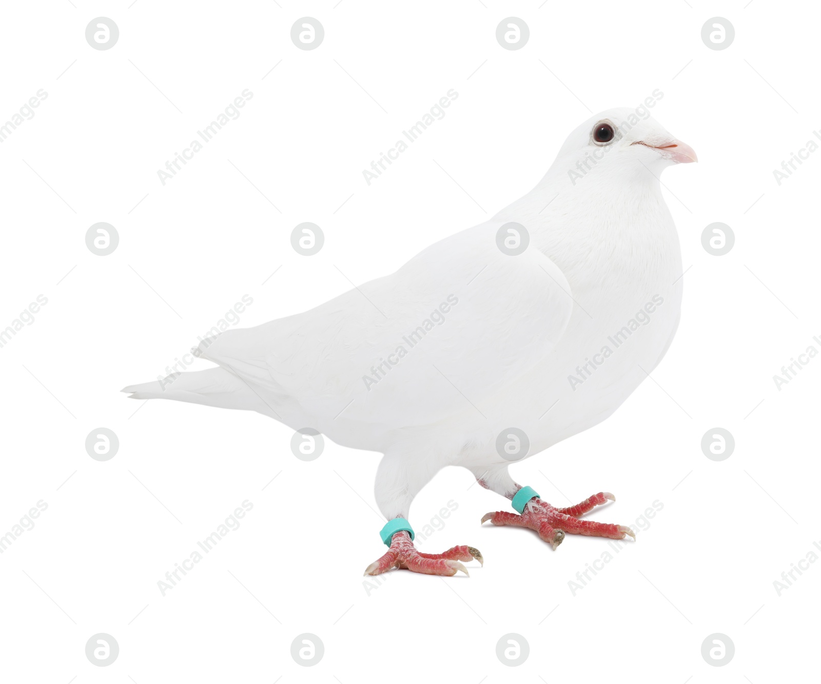 Photo of One dove on white background. Beautiful bird