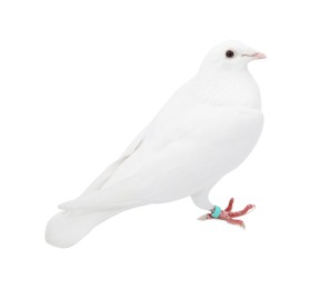 Photo of One dove on white background. Beautiful bird