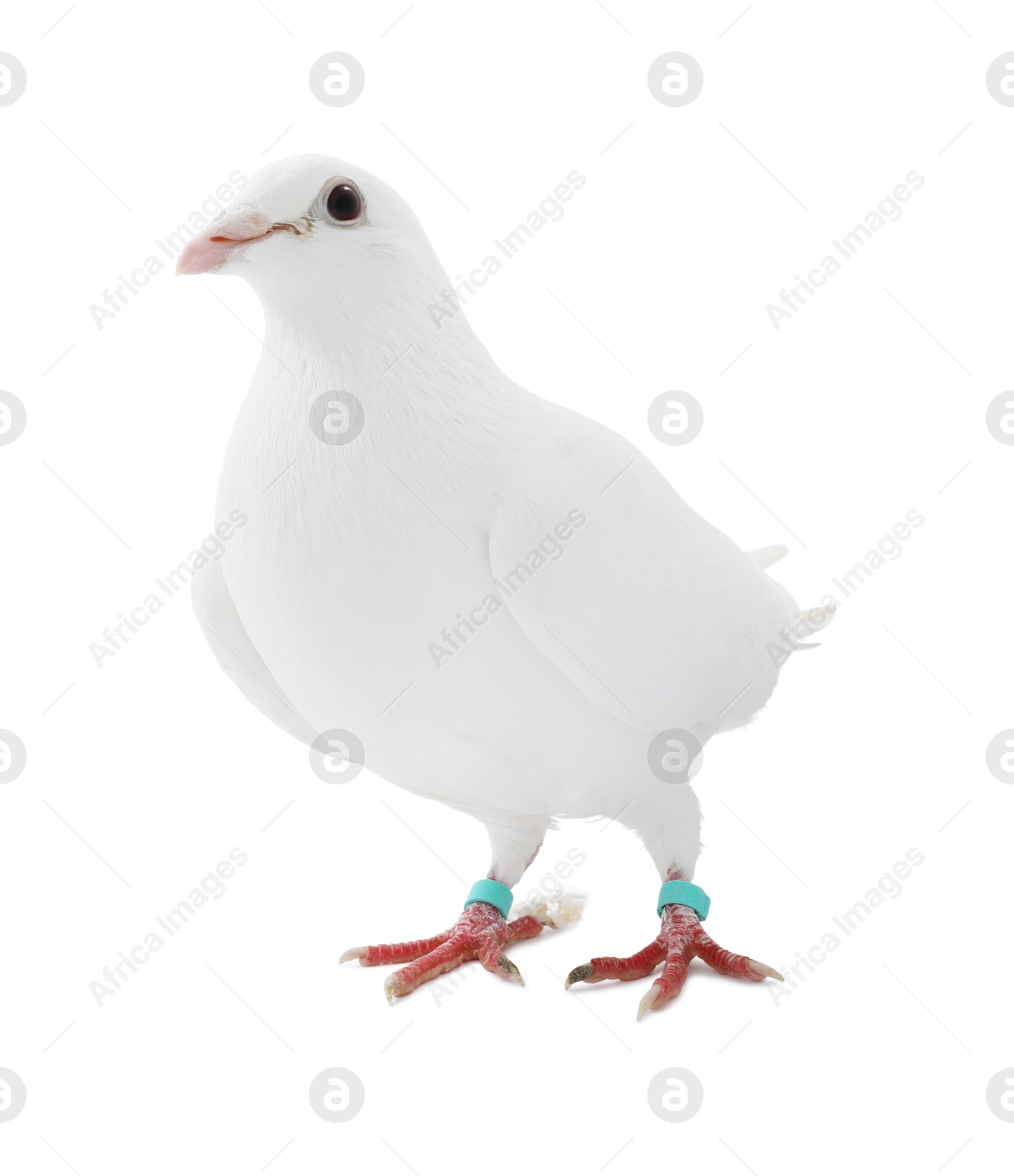 Photo of One dove on white background. Beautiful bird