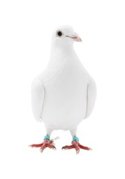 One dove on white background. Beautiful bird