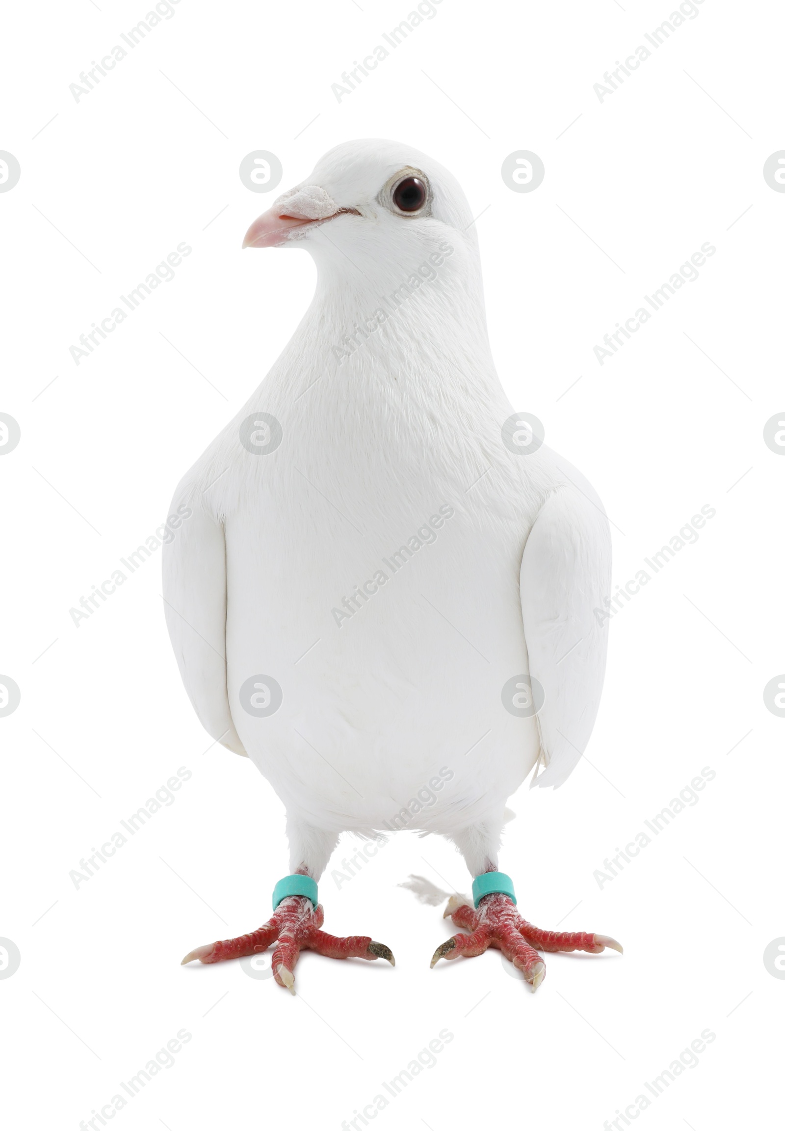 Photo of One dove on white background. Beautiful bird