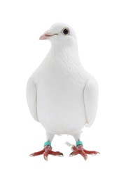 One dove on white background. Beautiful bird