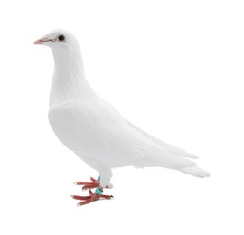 Photo of One dove on white background. Beautiful bird