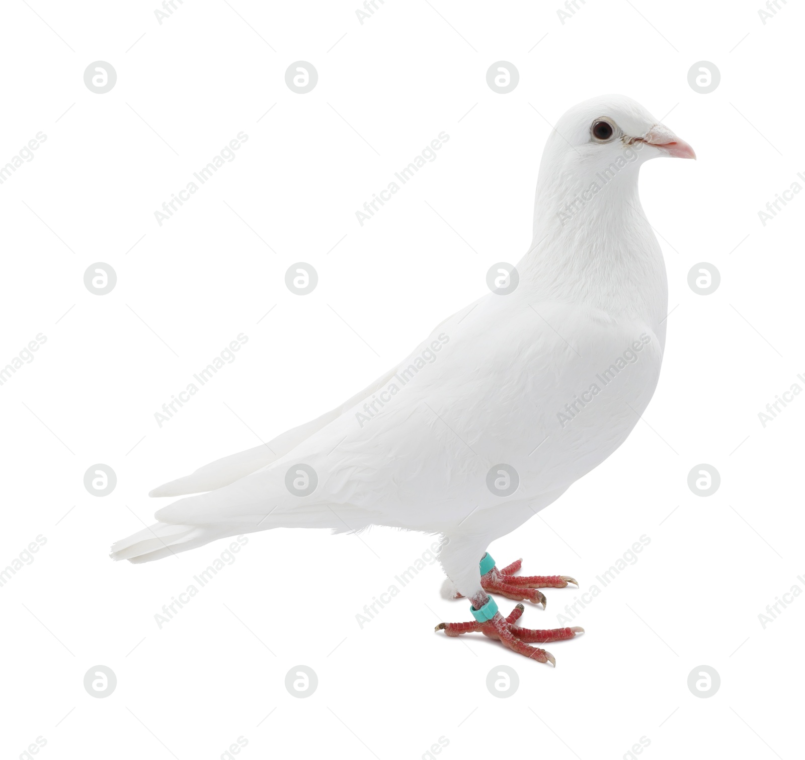 Photo of One dove on white background. Beautiful bird