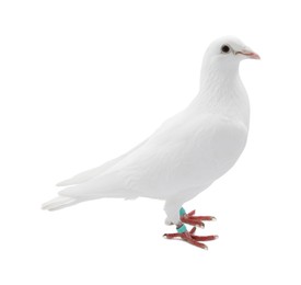 One dove on white background. Beautiful bird