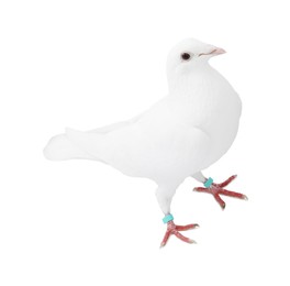 Photo of One dove on white background. Beautiful bird