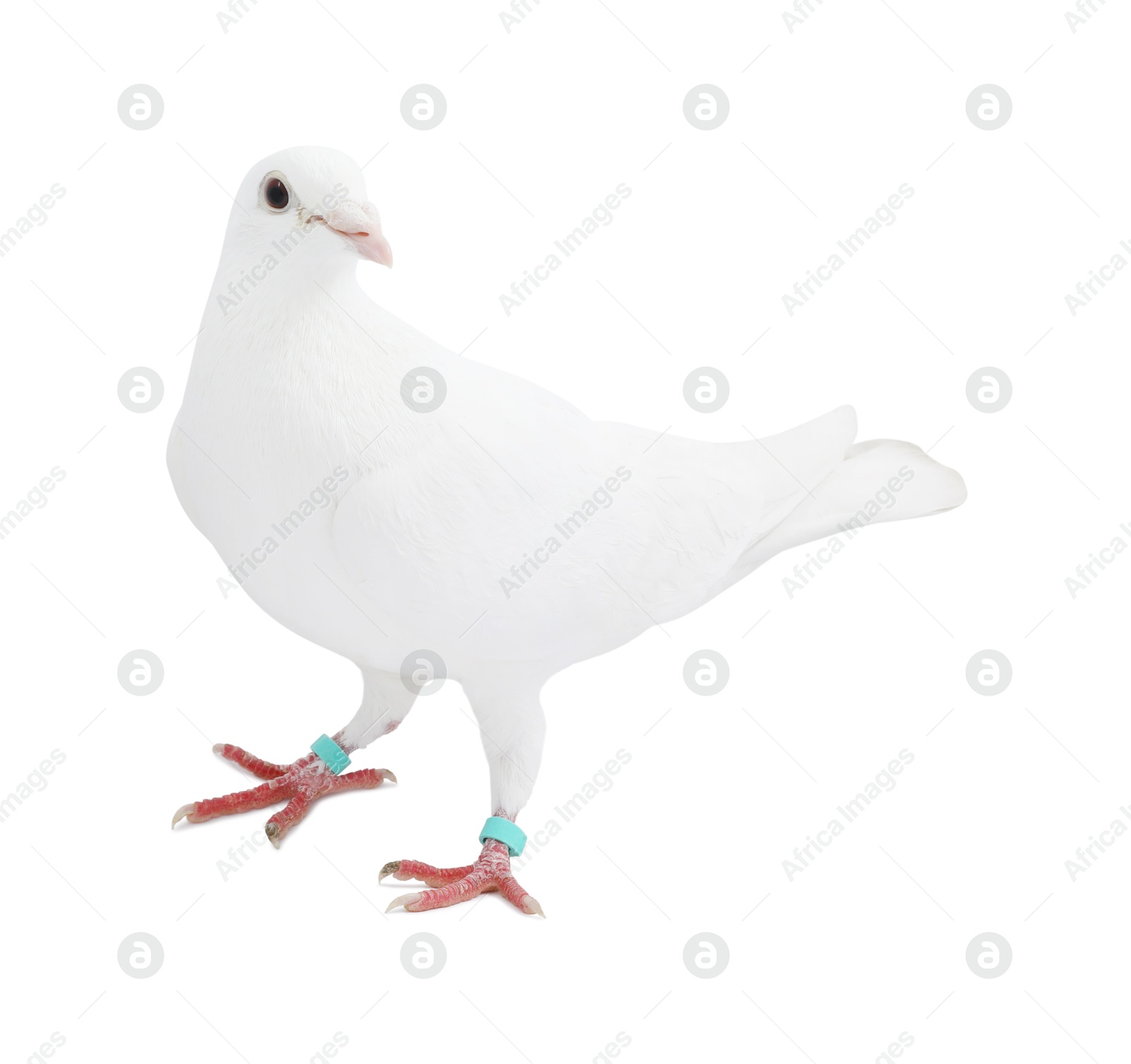 Photo of One dove on white background. Beautiful bird